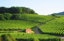 Escapades dans les vignobles français