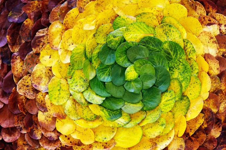 autumn leaf spiral