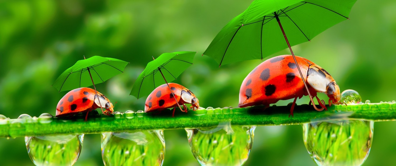 Little ladybugs with umbrella.