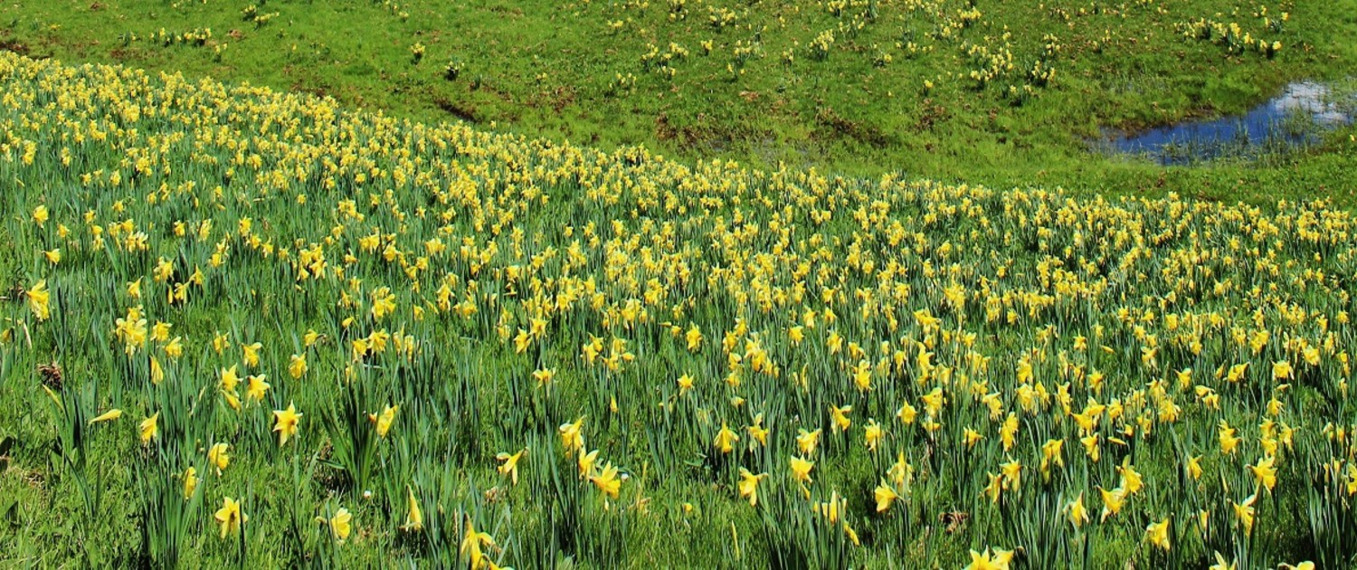 jonquilles