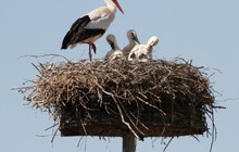 ELSÄSSISCHE ESKAPADE