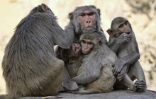 India, Jaipur, indian monkeys at the Sun Temple
