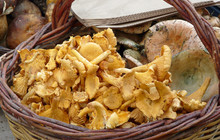 panier de girolles