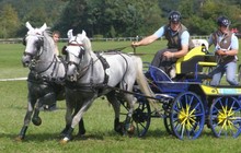 Autour du cheval