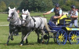 Autour du cheval