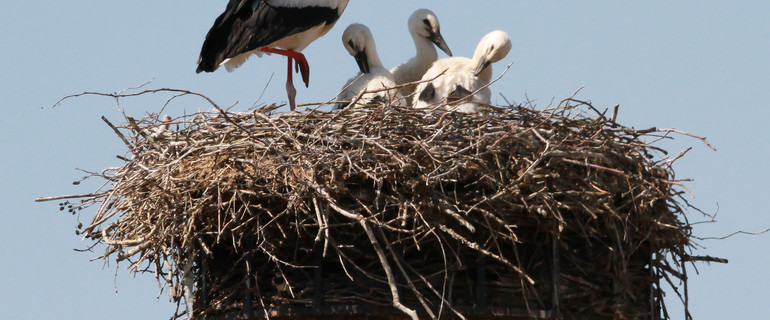 cigogne