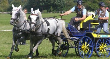 Autour du cheval