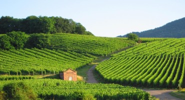 Escapades dans les vignobles français