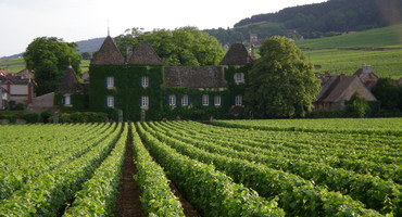 vignoble de Bourgogne